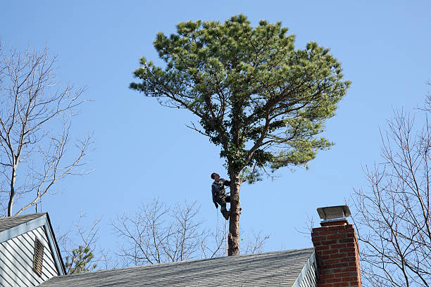  Deville, AL Tree Services Pros